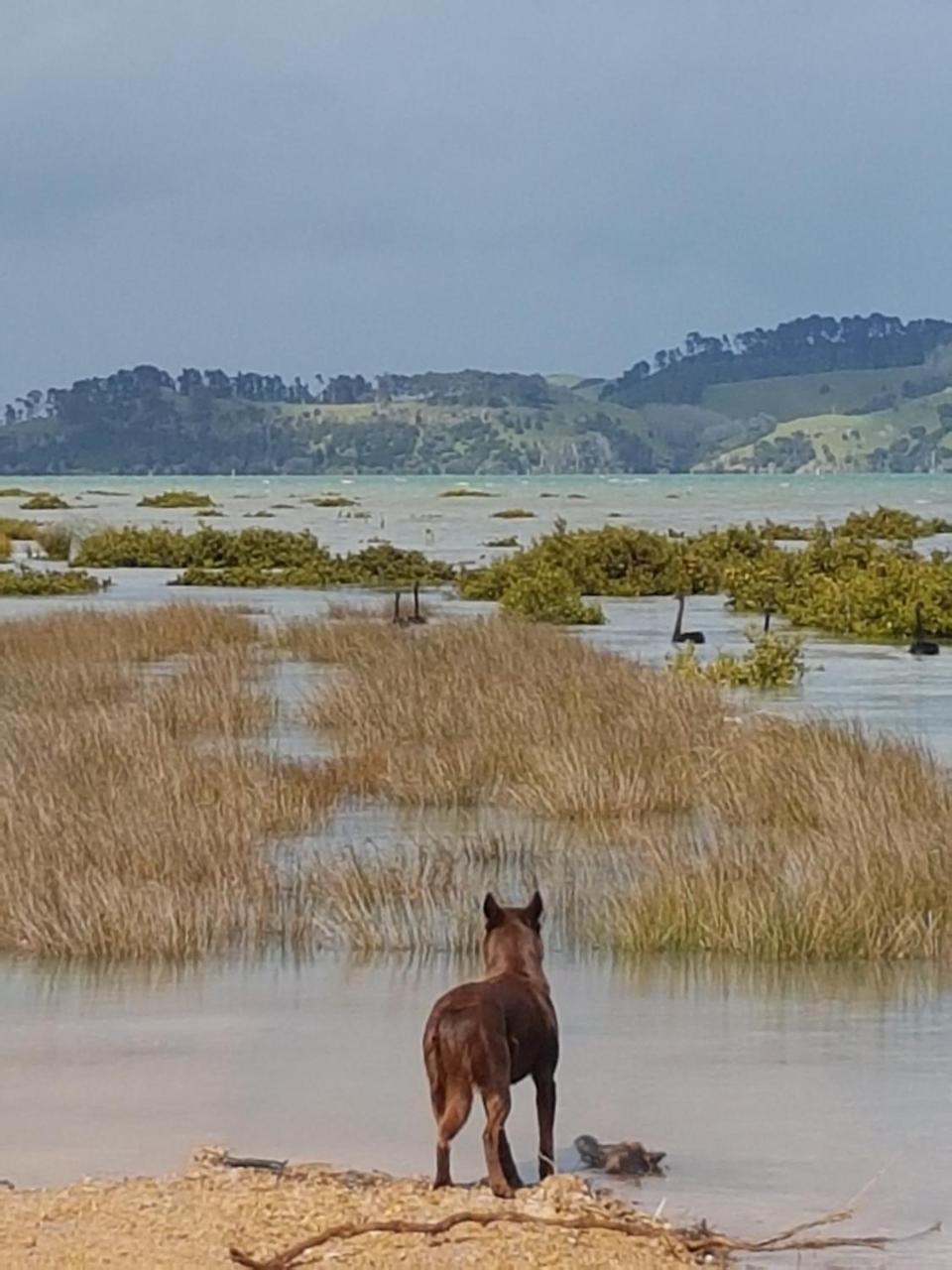 The Little Farm Coromandel Hotel Екстериор снимка